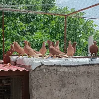کبوتر‌‌سرخ‌دم‌سفید‌‌بازرد