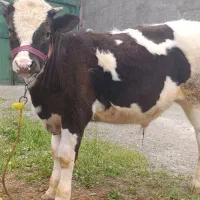 گوساله نراصیل سیمینتال هولشتاین درجه یک