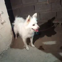 سگ پامر|سگ|رودان, |دیوار