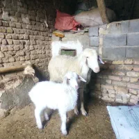 ی عدد میش بره دار جوان شکم اول|حیوانات مزرعه|شیروان (خراسان), |دیوار