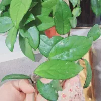 گل هویا  و چند گل طبیعی  دیگر
