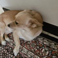 سگ اشپیتز پامر شناسنامه دار