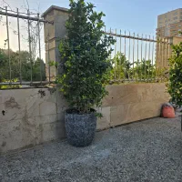 یاس هلندی ارتفاع ۲.۲۰|گل و گیاه طبیعی|تهران, کوهک|دیوار