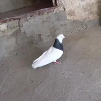 طوقی