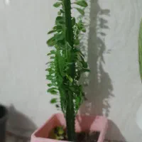 فروش گل طبیعی شاداب|گل و گیاه طبیعی|اسلامآباد غرب, |دیوار