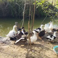 فروش تعدادی از اردک های گوشتی|حیوانات مزرعه|لنگرود, |دیوار