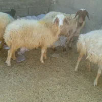 قصابی گوشت ارزان ودام زنده گوساله،شیشک،بز،تی،|حیوانات مزرعه|پلدختر, |دیوار
