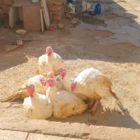 بوقلمون  گوشتی