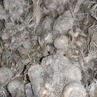 پیاز زعفران