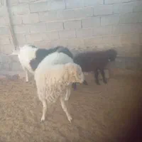 بره میش|حیوانات مزرعه|جهرم, |دیوار