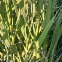 علف خسیل جو|گل و گیاه طبیعی|تربتحیدریه, پائین ولایت|دیوار