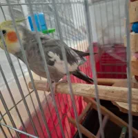 عروس هلندی سخنگو|پرنده|پاکدشت, شهرک امام رضا|دیوار