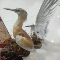 فروش پرنده دکوری|مجسمه، تندیس، ماکت|آباده, |دیوار