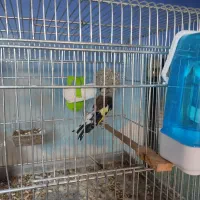 سهره|پرنده|قزوین, |دیوار