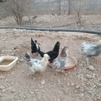 مرغ و خروس گلین