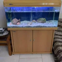 اکواریوم شیشه خم شرکتی چوب اسکی به همراه کفش