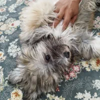 واگذاری سگ شیتزو|سگ|دزفول, |دیوار