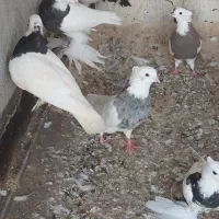 انواع کبوترهای طوقی پاپَربلند سلطانی ب شرط تخم|پرنده|کوخرد هرنگ, |دیوار