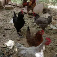 مرغ و خروس محلی|حیوانات مزرعه|هشتگرد, قاسم آباد بزرگ|دیوار