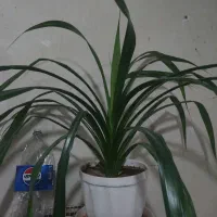 گل پاندانوس