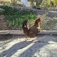 مرغ وخروس|حیوانات مزرعه|باغ بهادران, |دیوار