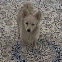 یک سگ با قلاده مسعودیه گمشده مژدگانی داده میشود