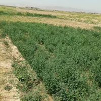 زمین کشاورزی4000متر با 2ساعت آب چاه موتور|فروش زمین و ملک کلنگی|مشهد, مهدی آباد|دیوار