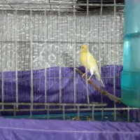 قناری بلند بخان