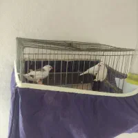 سه عدد فنچ همراه قفس|پرنده|محمدشهر, شهرک پیام (مهرالبرز)|دیوار