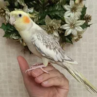 عروس هلندی دستی