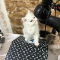 پرشین فلت|گربه|ارومیه, |دیوار