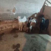 سه راس بز داشتی و مالچه،درجه یک برای داشت|حیوانات مزرعه|حمیل, |دیوار