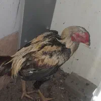 خروس لاری اصیل|حیوانات مزرعه|نسیم‌شهر, |دیوار