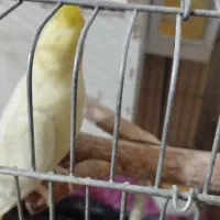 جوجه چهار ماهه عروس هلندی نر