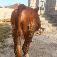 تلیسه سمینتال ابستن