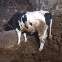 گاو نر وزن حدودا ۶۰۰|حیوانات مزرعه|چاراویماق, |دیوار