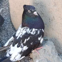 کبوتر کله‌ای