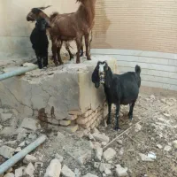 بز و کره و چپیش|حیوانات مزرعه|میبد, |دیوار