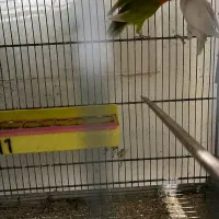 کوتوله برزیلی مولد