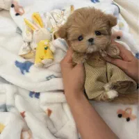 پودل کراس|سگ|تهران, پونک|دیوار