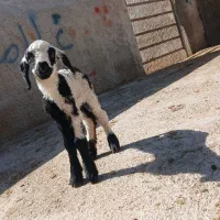 بره ومیش وشیشک