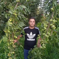 نهال فروشی تک نهال