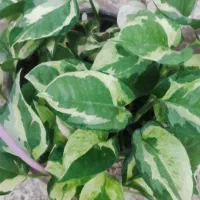 گل .پتوس ارتشی زیر گلدانی|گل و گیاه طبیعی|ورامین, ورامین|دیوار