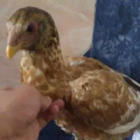 جوجه  لاری افغان اصیل|حیوانات مزرعه|جیرفت, |دیوار