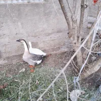 قو غاز وغاز|حیوانات مزرعه|صحنه, |دیوار