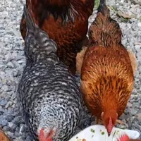 خروس زیبا وبالغ