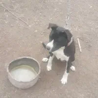 پیتبول ماده چهارونیم ماه|سگ|قائمشهر, |دیوار