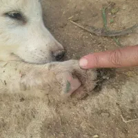 سلام یک توله سگ شش انگشتی اسل از شهر کورد