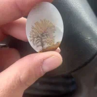 سنگ شجر استسنائی