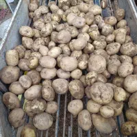 سیب زمینی فراهان